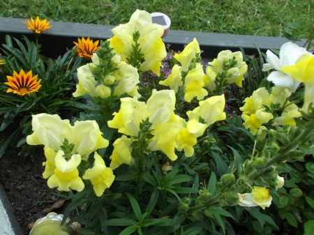 SNAPDRAGONS IN MY GARDEN - flowers, photo, garden, snapdragon