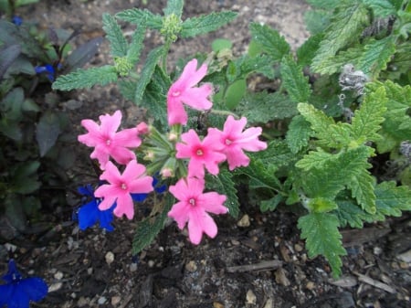 VERBENA FLOWERS IN MY GARDEN - flowers, photo, verbena, pink