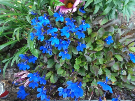 LOBELIA FLOWERS IN MY GARDEN - flowers, photo, lobelia, blue