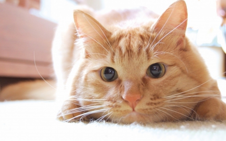 â™¥ - animal, cute, cat, orange, ginger