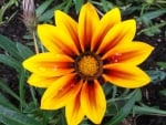 GAZANIA IN MY GARDEN