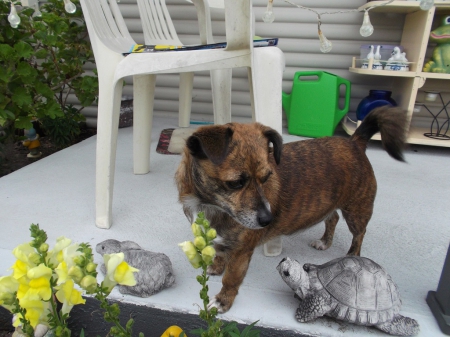 TIGGA STILL NOT LOOKING AT CAMERA - flowers, turtle, photo, dog