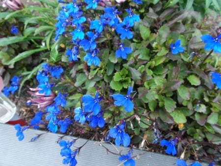 LOBELIA IN MY GARDEN - flowers, photo, lobelia, blue