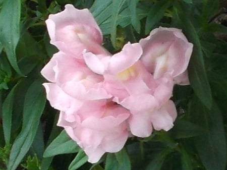 CLOSE-UP OF SNAPDRAGON - flowers, photo, pink, snapdragons