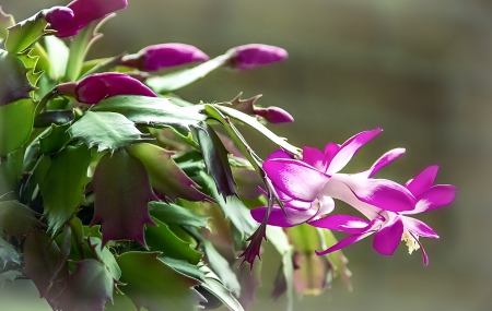 Lovely Purple - beautiful, white, flower, purple