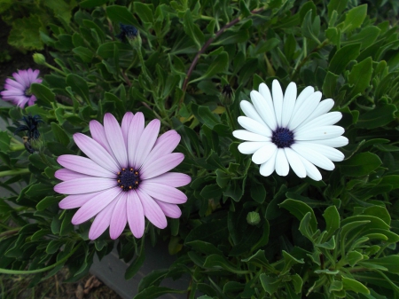 AFRICAN DAISIES IN MY GARDEN - flowers, african, daisies, photo