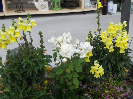 SNAPDRAGON & ROSES IN MY GARDEN - flowers, photo, yellow, roses