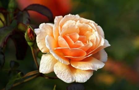 Rose - white, orange, flower, rose