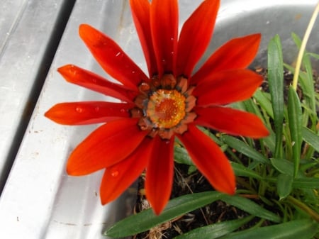 GAZANIA IN MY GARDEN - photo, image, flower, gazania