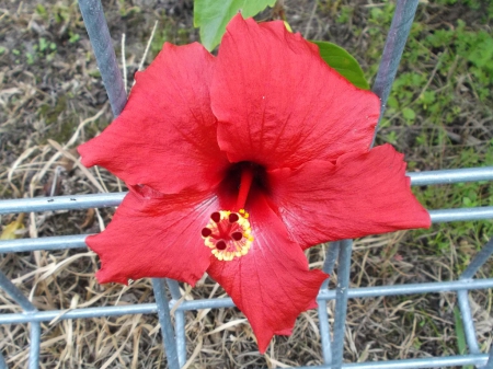 HIBISCUS - hibiscus, image, photo, flower