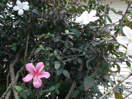 TWO COLOURS ON ONE HIBISCUS TREE - flowers, photo, coloured, two