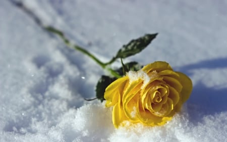 Yellow Rose - flowers, unique, beautiful, yellow rose, snow