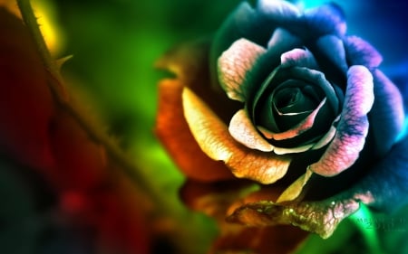 Colorful Rose - blossom, leaves, artwork, colors, blue, green