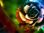 Colorful Rose