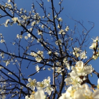 Plum tree flowers