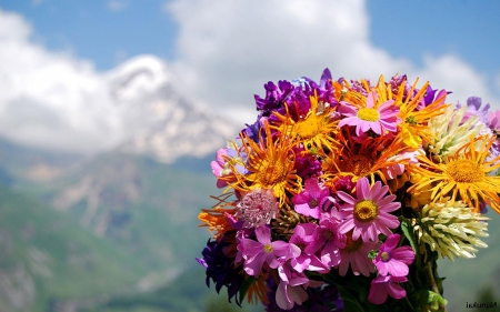 Bouquet - nature, bouquet, flowers, colours