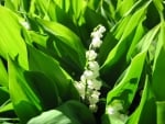 Lily Of The Vally