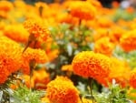 Marigolds