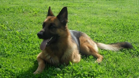 German Shepherd - watching, grass, resting, watchdog