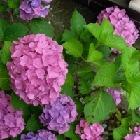 Pink and Blue Hydrangeas