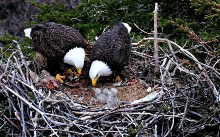 Proud Parents of 3 new Chicks - eagles, nest, chicks, animals