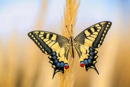 Yellow butterfly - butterfly, field, yellow, summer