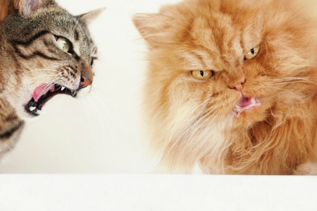 Angry cats - cat, cats, angry, pet