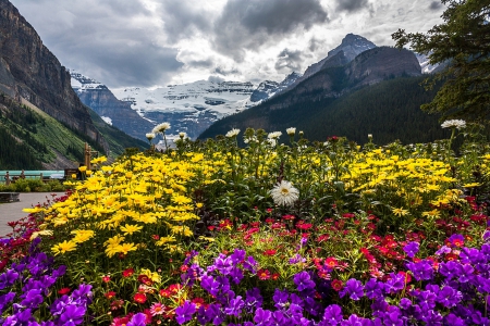 Banff Glory - clouds, yellow, beautiful, snowy peaks, forest, mountain, flowers, purple, red, Canada, lake