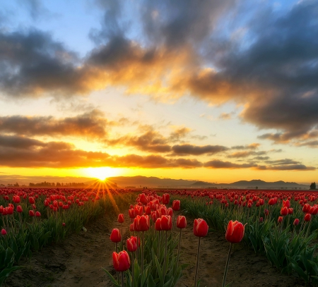 Spring Awakening For Mom - farm, sky, hills, red flowers, tulips, field, spring, washington state, beautiful, clouds, blossom, sunrise