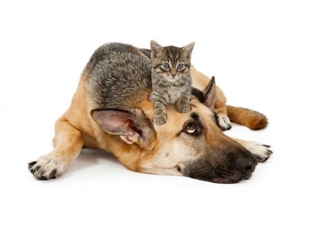 German shepherd with kitten