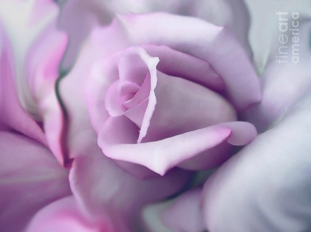 Lavender rose - lavender, flower, rose, art