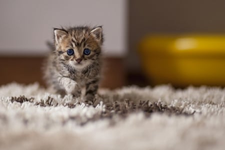 Cat - paws, face, pretty, cute, animals, beautiful, cat, sleeping, kitty, cats, kitten, hat, lovely, cat face