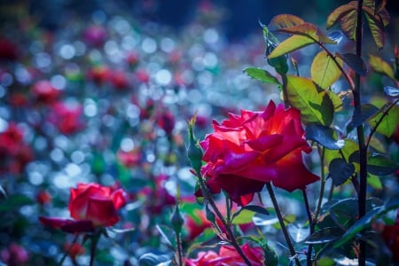 Spring - beautiful, spring, lovely, photo, flower, pink, flowers, nature, green, cute