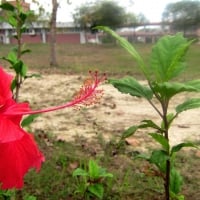 Hibiscus rosa-sinensis