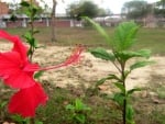 Hibiscus rosa-sinensis