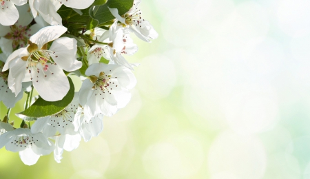 Macro Nature - nature, macro, flowering, flowers, apple