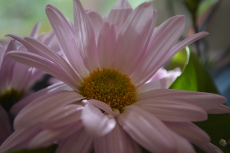 Mothers day gift - pretty, photography, mothers day, love, pink, flowers, chysanthemum, shellandshilo, mothers day wallpaper