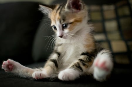 ♥ - animal, kitten, paw, sit, cute, pink, cat