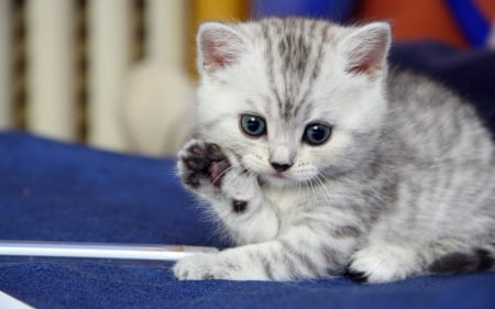 Hi! - funny, animal, cute, cat, blue, white, kitten, paw, grey