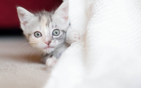 Boo! - white, animal, kitten, funny, cute, cat