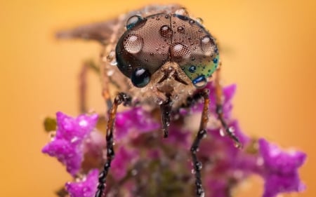 â™¥ - macro, pink, water drops, insect, wet, dew, flower, fly