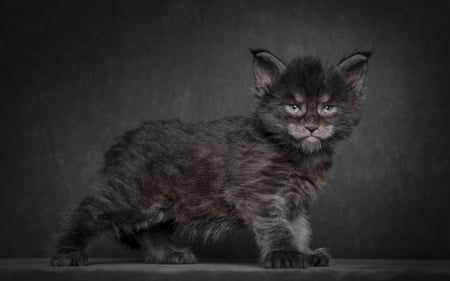 â™¥ - brown, cat, animal, black, kitten