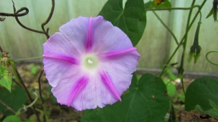 Morning glory flower