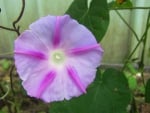 Morning glory flower