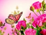 Pink Roses With two  Butterflies