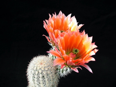 Cactus - cactus, cactuses, flowers, flower