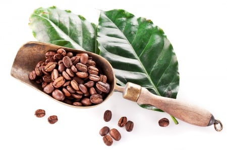 Coffee Beans - leaves, coffee bean, coffee, coffee beans