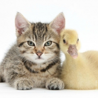 Tabby kitten with gosling