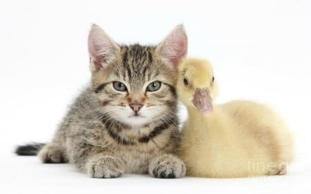 Tabby kitten with gosling - pet, kitten, cute, gosling, cat