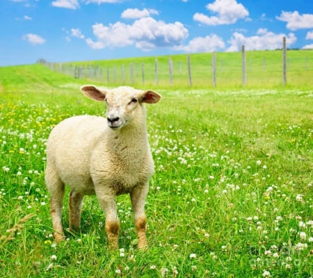 Young sheep - meadow, sheep, summer, green